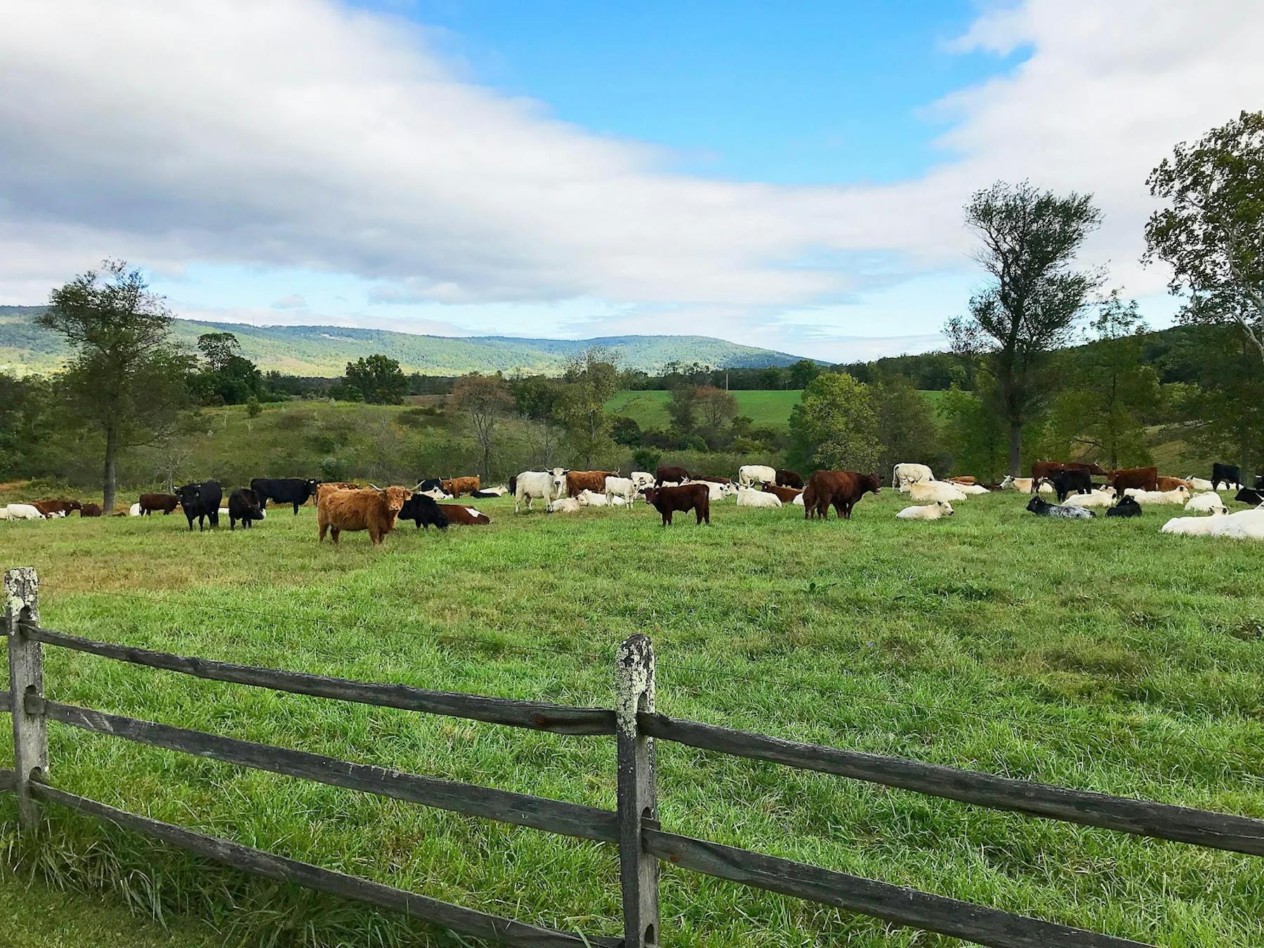 Ayrshire Farm