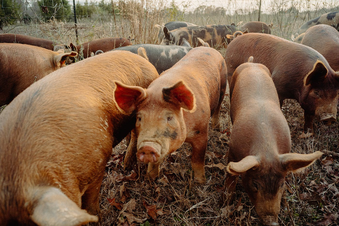 Home Place Pastures - Farm Page - Why Choose Us Image